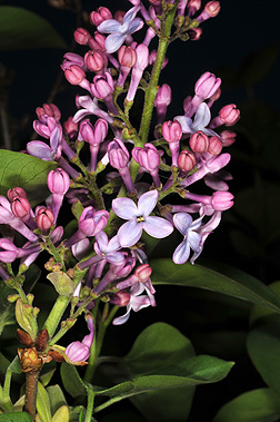 Syringa vulgaris flowers